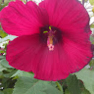 Meet your Posher, Natoya